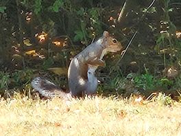 Local wildlife