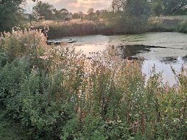 Lake view