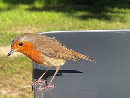Roodborstje/ robin