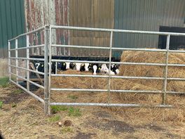 Cows said hello every morning