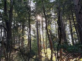 Walks in the forest