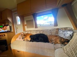 Content dogs