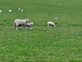 Friendly neighbours