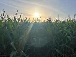 Sunset over the corn at the campsite