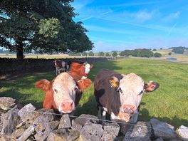 Cows next to the site