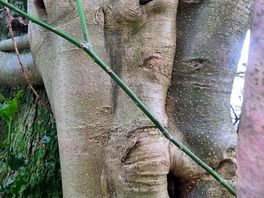 Trees
