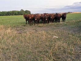 The cattle on the adjacent field were very inquisitive on our arrival.