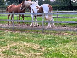 Horses