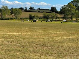The fields behind the pitches where the sheep and pigs reside