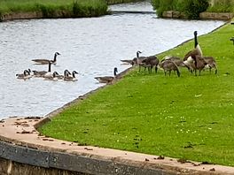 Geese and goslings on the shropshire union canal.