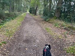 Great walks around to take the pups out
