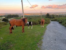 Free roaming horses