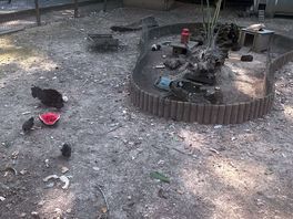 An interesting chicken and small animal enclosure