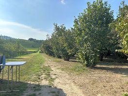 Hazelnut trees