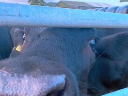 Cow
