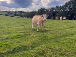 Our special friend