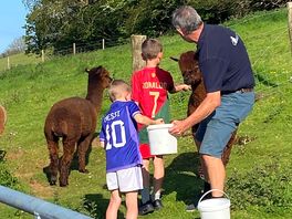 Feeding the alpacas