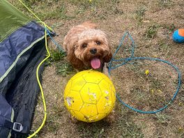 Happy dog!