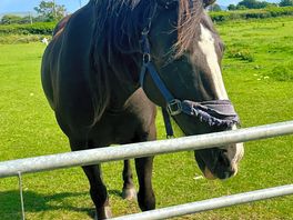 Seeing the animals was lovely
