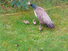 Local wildlife