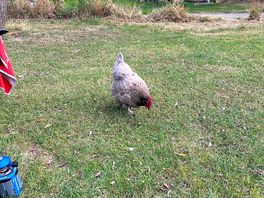 Roaming chickens