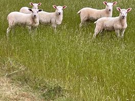 Local lambs a short walk away from site