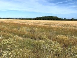 Lovely walks