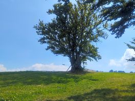 Posto dietro al campeggio bellissimo per sdraiarsi all'ombra durante il pomeriggio