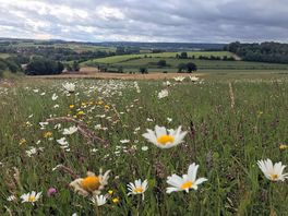 Lovely walk nearby