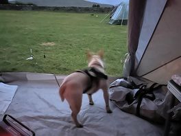 My dog enjoying the view