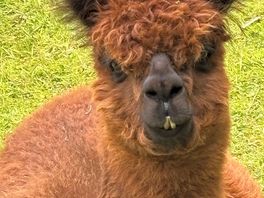 Alpacas