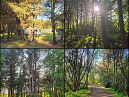 Woodland walk