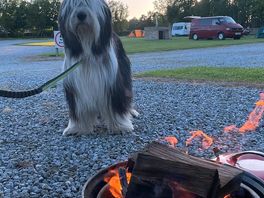 Fire pit and bbq