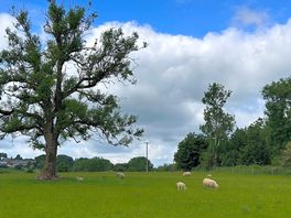 Sheep in the next field