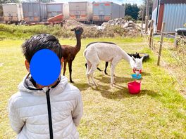 Campsite image along with alpaca having breakfast.