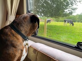 I want to be with the moo cows