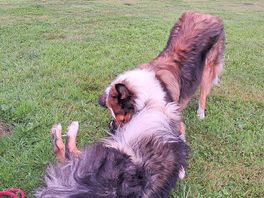 Doggies