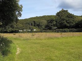 Beautiful dog walking meadow