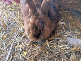 Rabbit