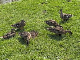 Quackers
