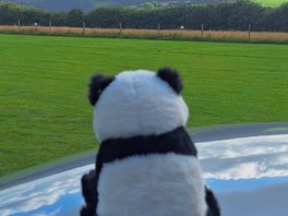Eden the panda enjoying the view!
