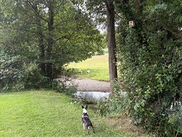 Our dog enjoying riverside walk