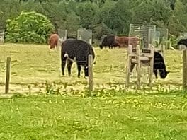 Cows near to camper