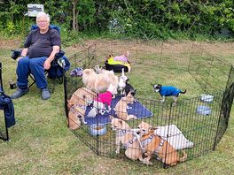 Happy dogs in their pen