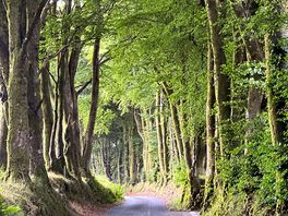 Entry road