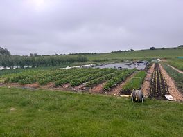 Farm field