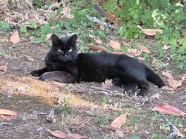 Gattina del camping
