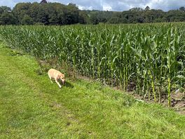 Beautiful nearby walk