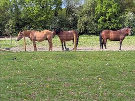 Horses on the site