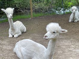 Alpacas relaxing on site